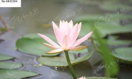 黄枸杞泡水喝的功效网 - 网站提供淫羊藿熟地黄枸杞泡水喝的功效小常识、蜂蜜和枸杞泡水喝的功效